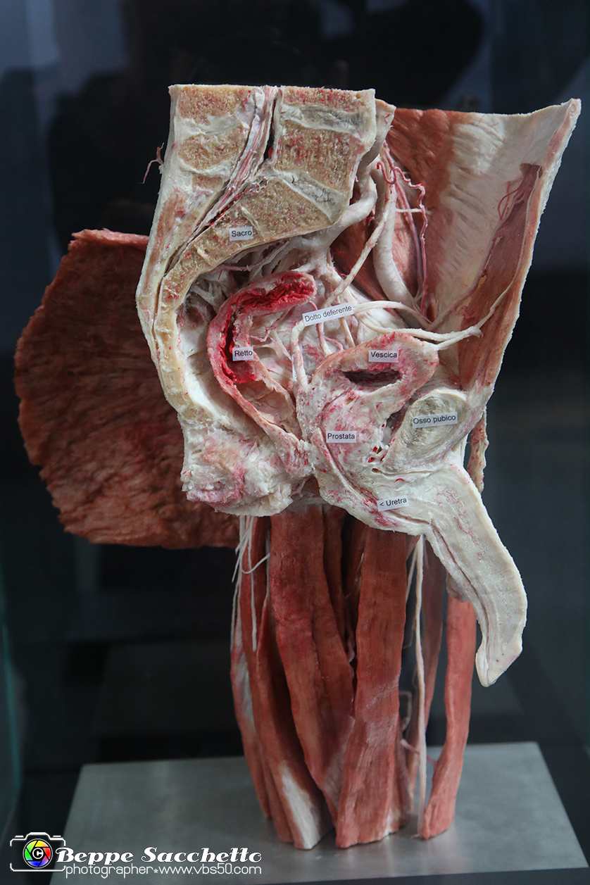 VBS_3197 - Bacino maschile - Mostra Body Worlds.jpg